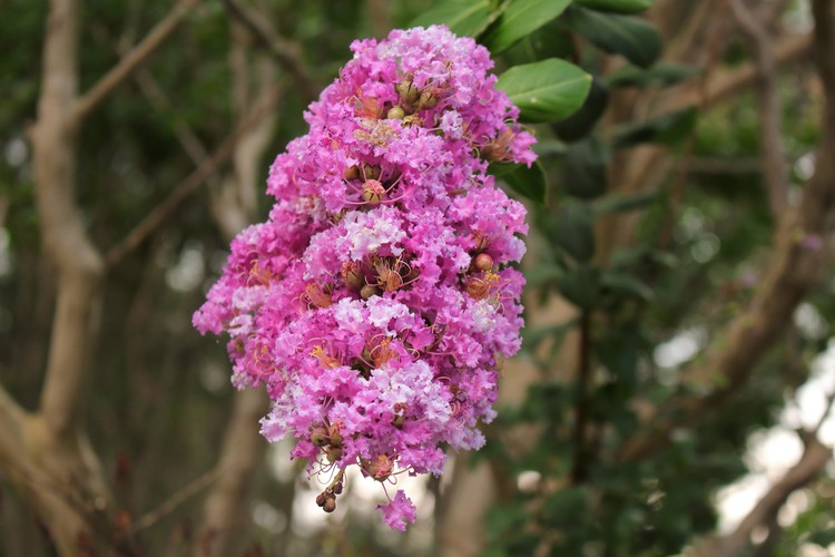 purple flower