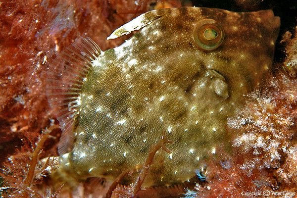 Pygmy Filefish