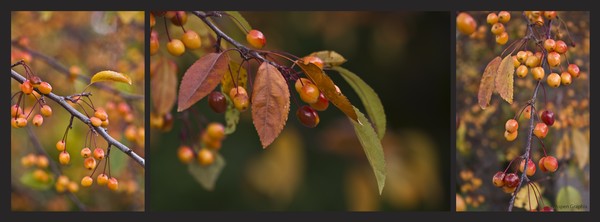 Autumn Berries