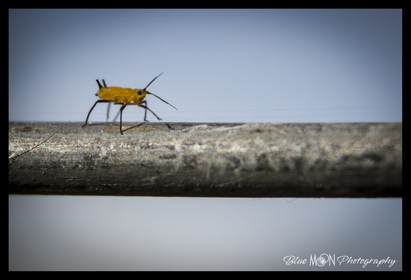 Walking the Wire