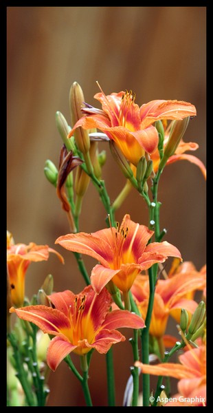 Lillies