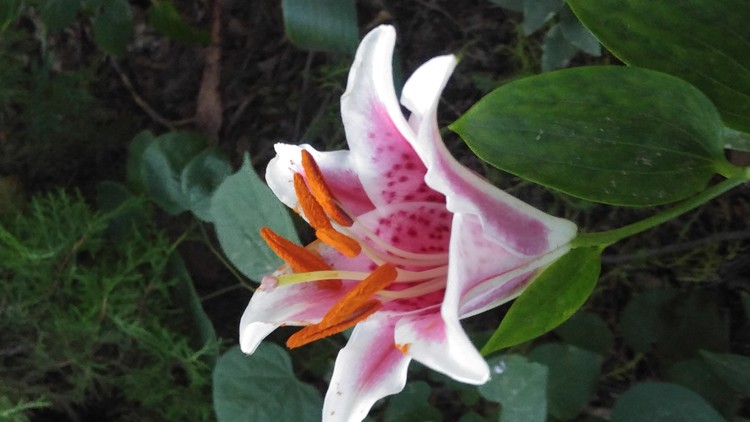 Stargazer Suprise