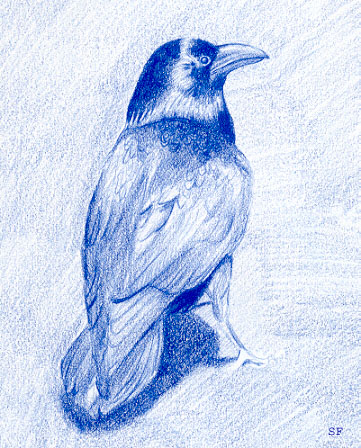 Blue Crow
