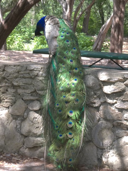 peacock