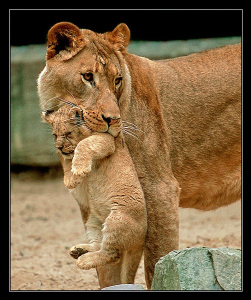 Lioness with Cub