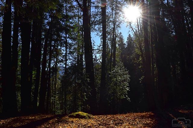 komorebi (n)sunlight filtering through trees