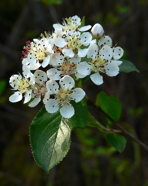 Simple Beauty