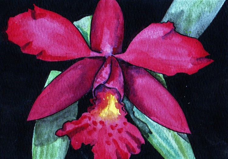 red orchid