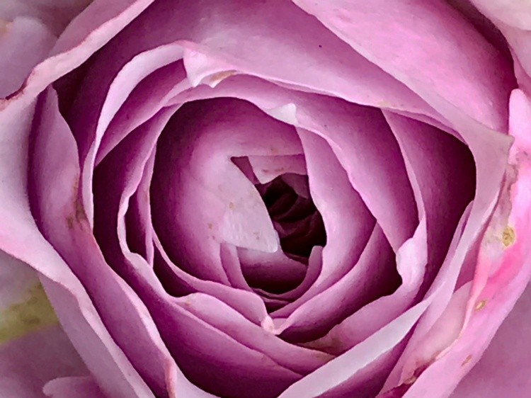 A Rose is a Rose