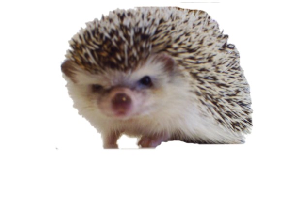 Prickleball the Hedgehog 2