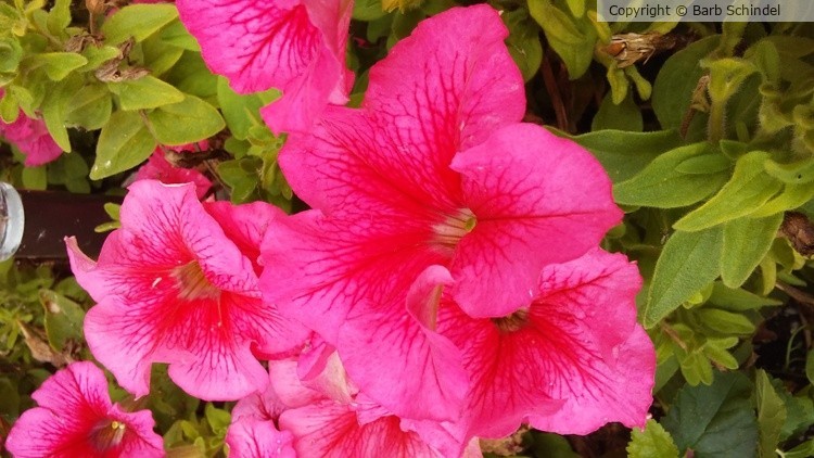 Petunia