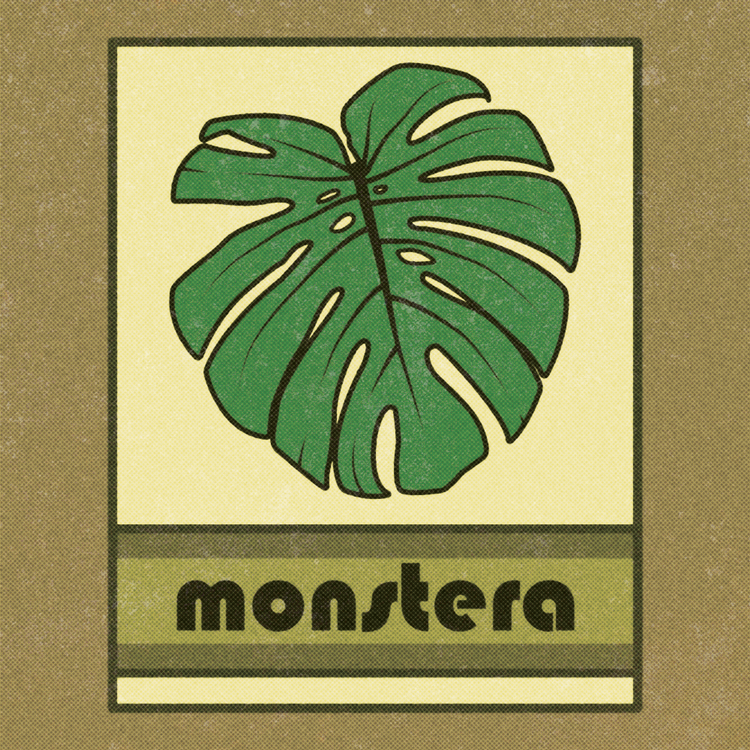 monstera