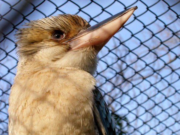 Captive Kookaburra