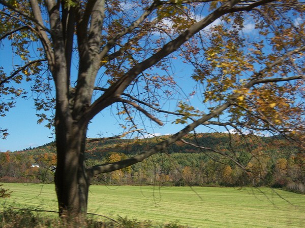 A Fall Scene