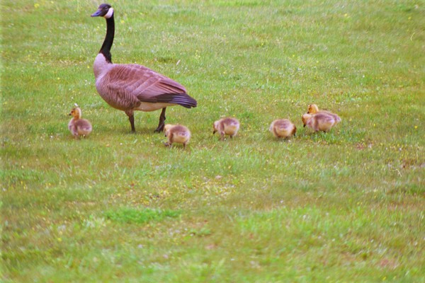 Canada Geese