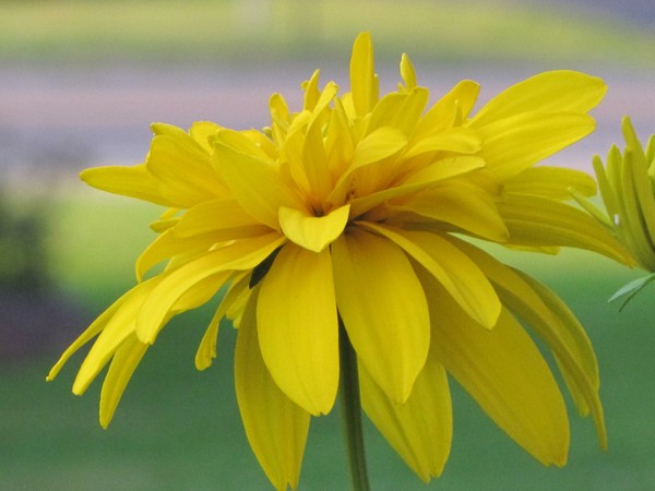 Sunny