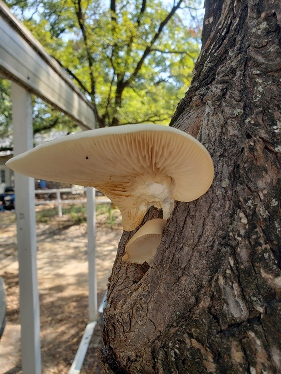Mushroom