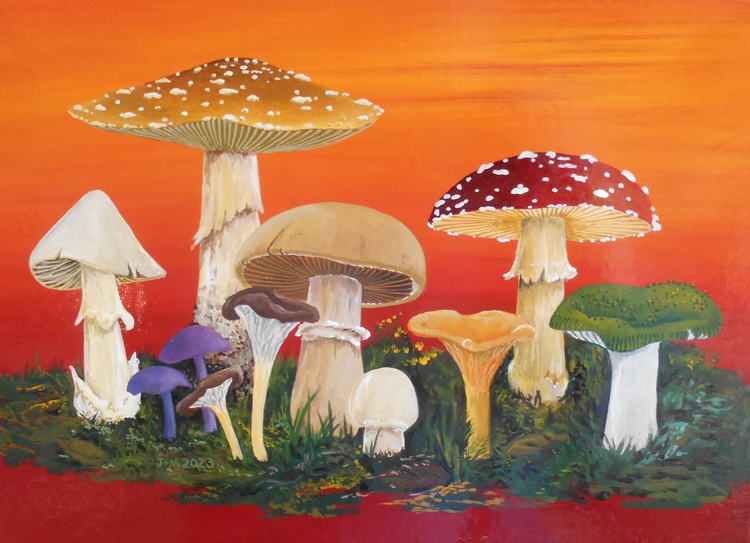collection mushrooms 1