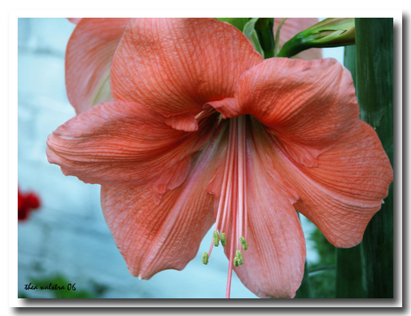 A summer orange dream