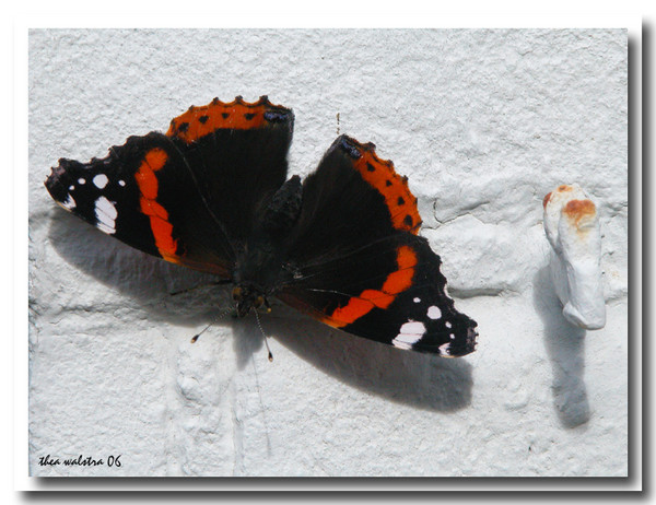 Butterflies on a sunny day