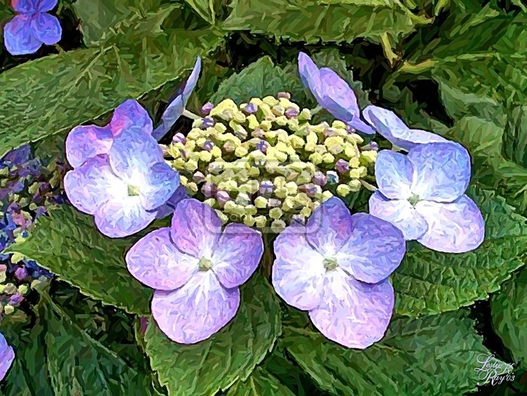 Light Blue Hydrangeas
