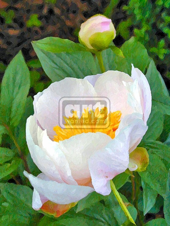 Peony and Bud