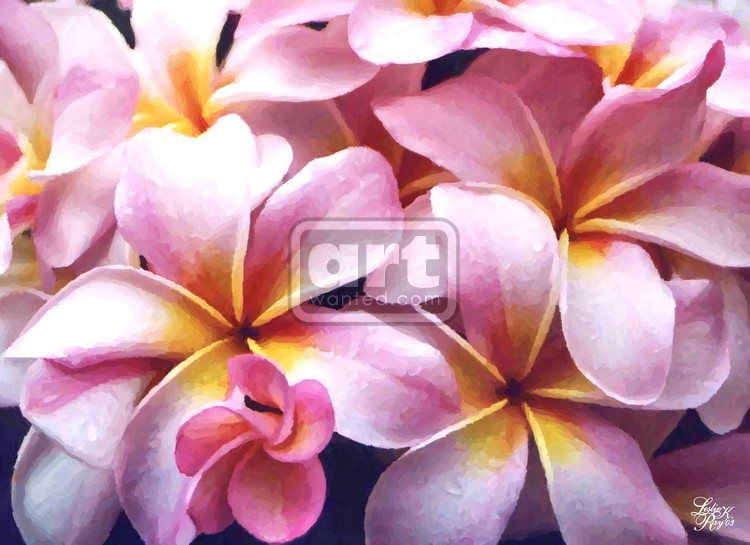 Pink Plumerias