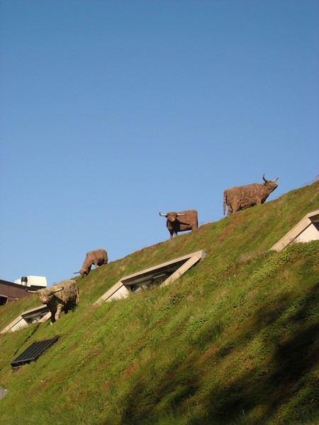 Cows on the roof