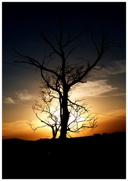 Dead Tree