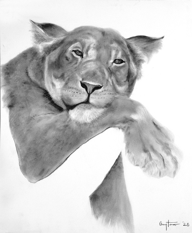 lioness