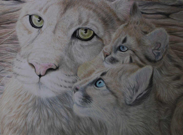 Mountain Lion Devotion