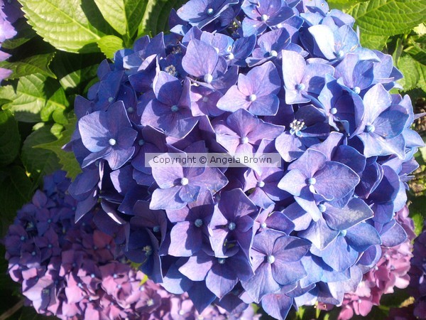 Purple Hydrangea