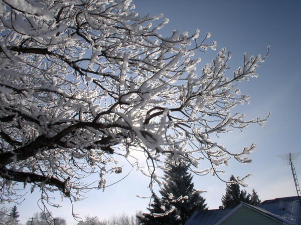 Hoar Frost