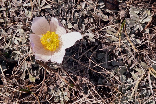 Crocus