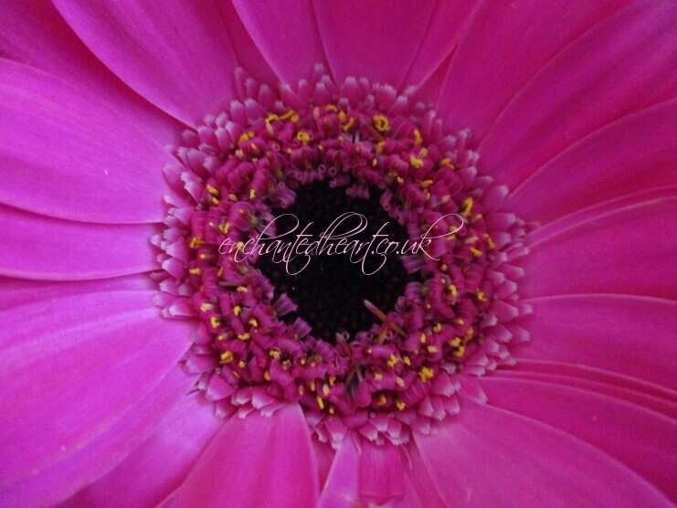 Pink Gerbera Daisy