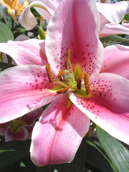 Wow pink Flower