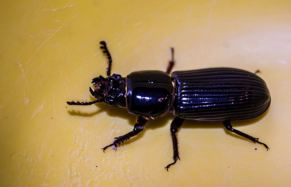 Beetle (11)