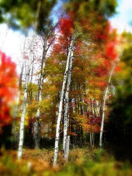 Birches