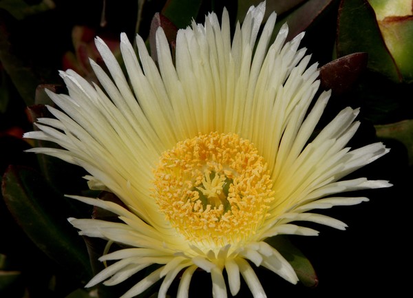 White Hottentot Fig
