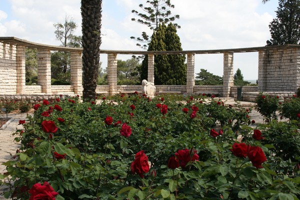 Magical Rose Garden