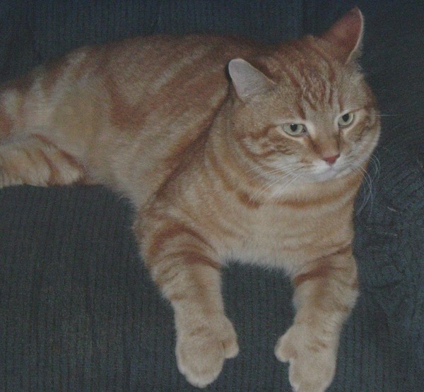 Mittens the Alaskan Cat