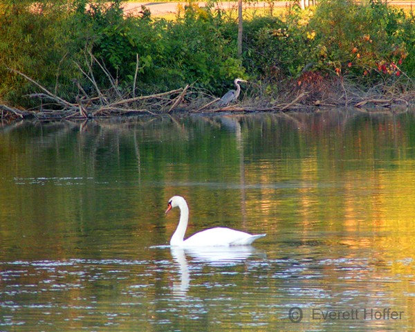 Swan & Blue Heron