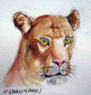 lion