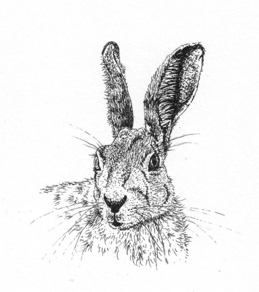 Brown Hare
