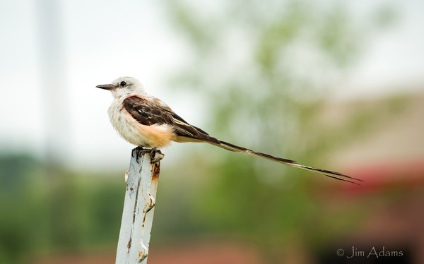 Scissor-Tail