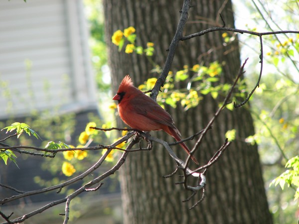Cardinal