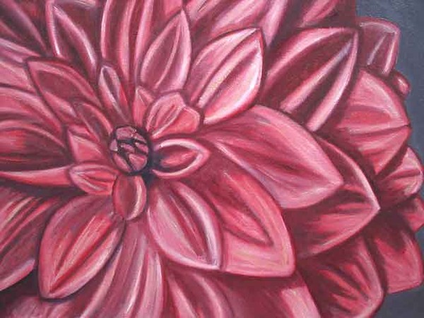 Pink Dahlia