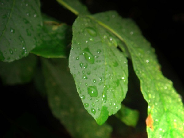 Dew Drops