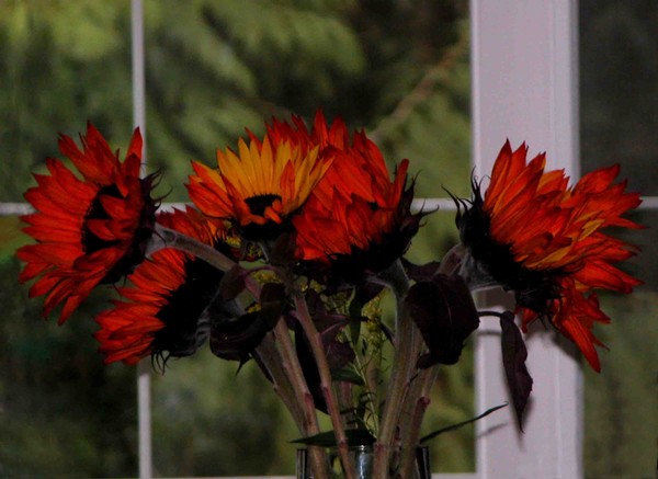 Red Sunflowers