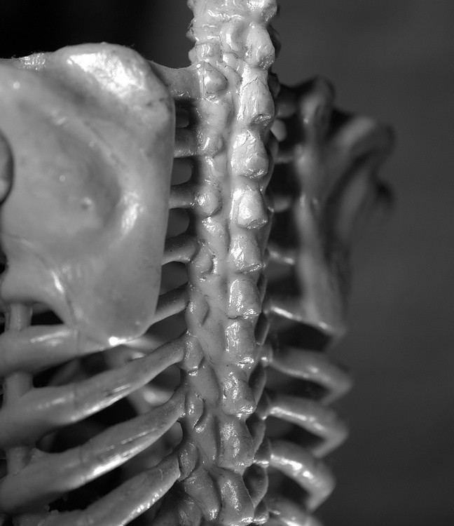 Spinal